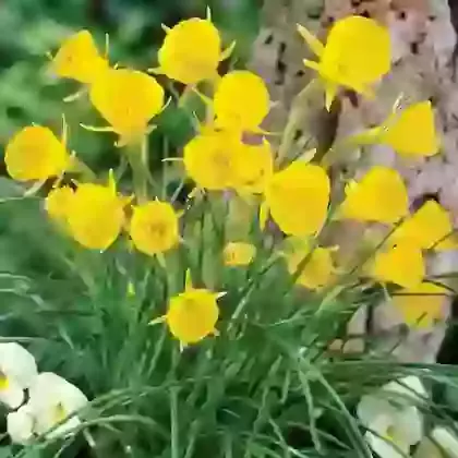 Species
